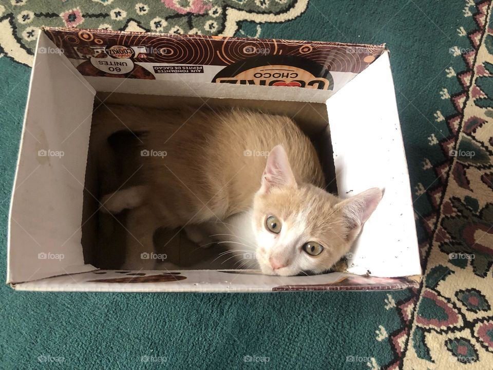 Beautiful cat in the box looking at camera 