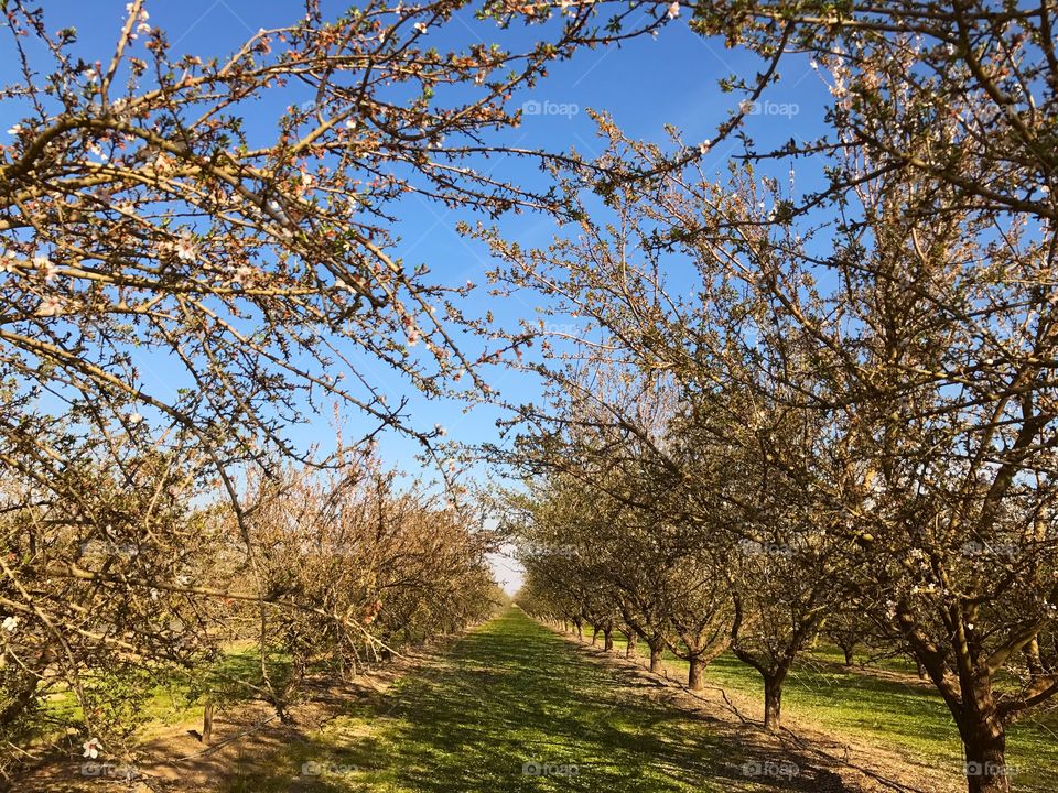 Spring apple orchards