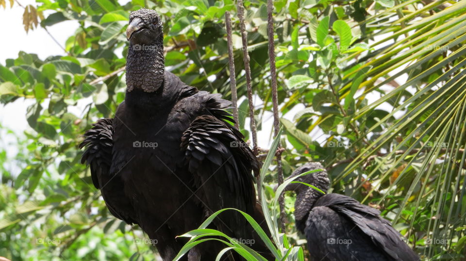 Black vulture perching, on branch