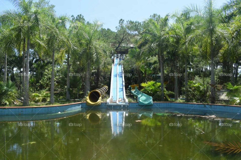 Tropical, Palm, Summer, Water, Tree