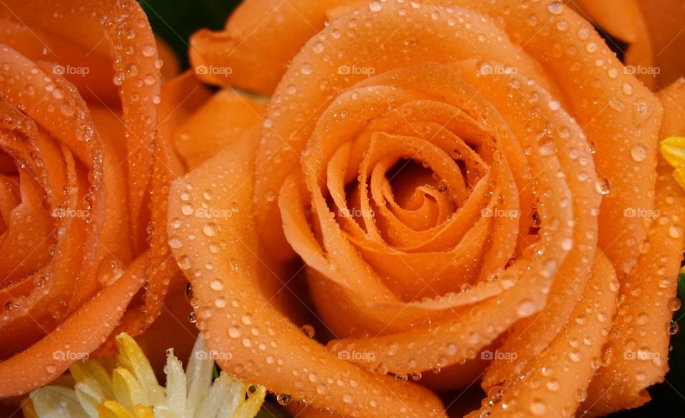 Orange rose with water drop 