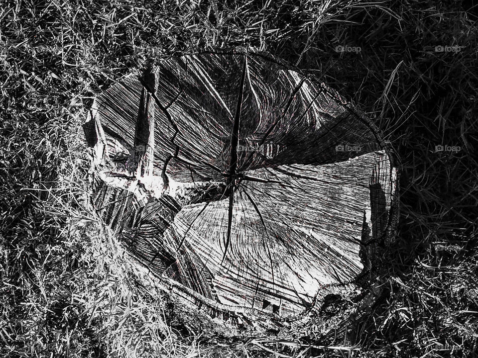 Stump. A lone tree stump surrounded by grass