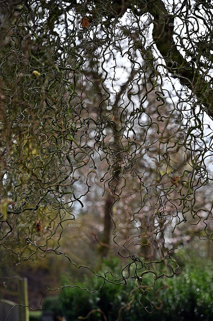 corkscrew willow