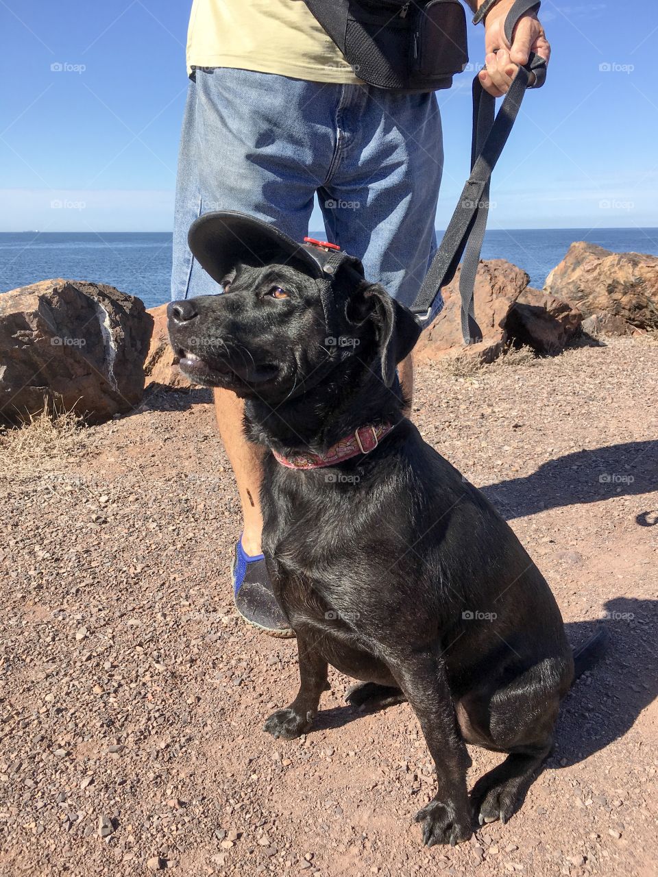 Sitting black Labrador retriever cross Kelpie dog wearing black leather visor hat for sun protection with owner on leash outdoors 