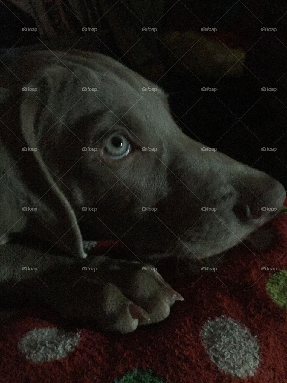 Here is a photo of a cute Weimaraner puppy taken in low light to enhance the eyes. He almost looks worried like a thunderstorm is approaching. 