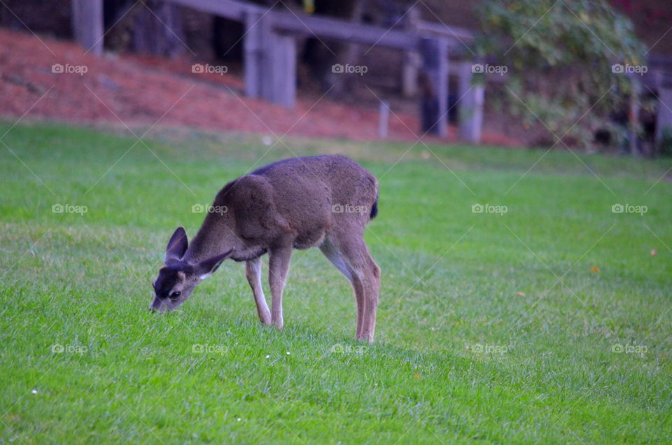 Stop eating my grass Bambi. 😊🌱