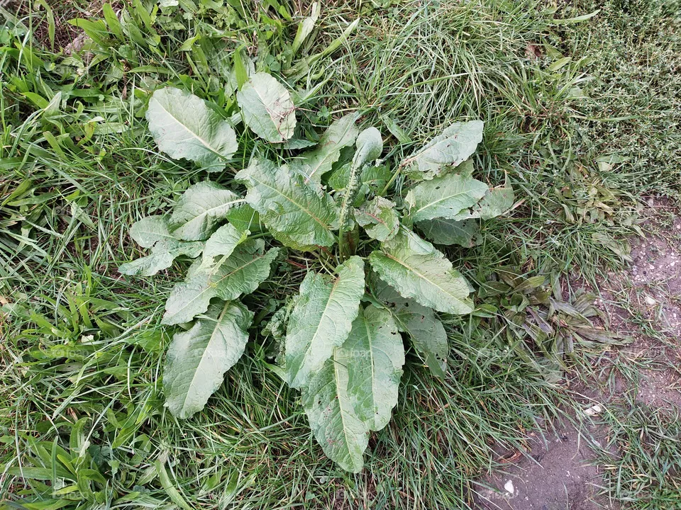 Green Leaves