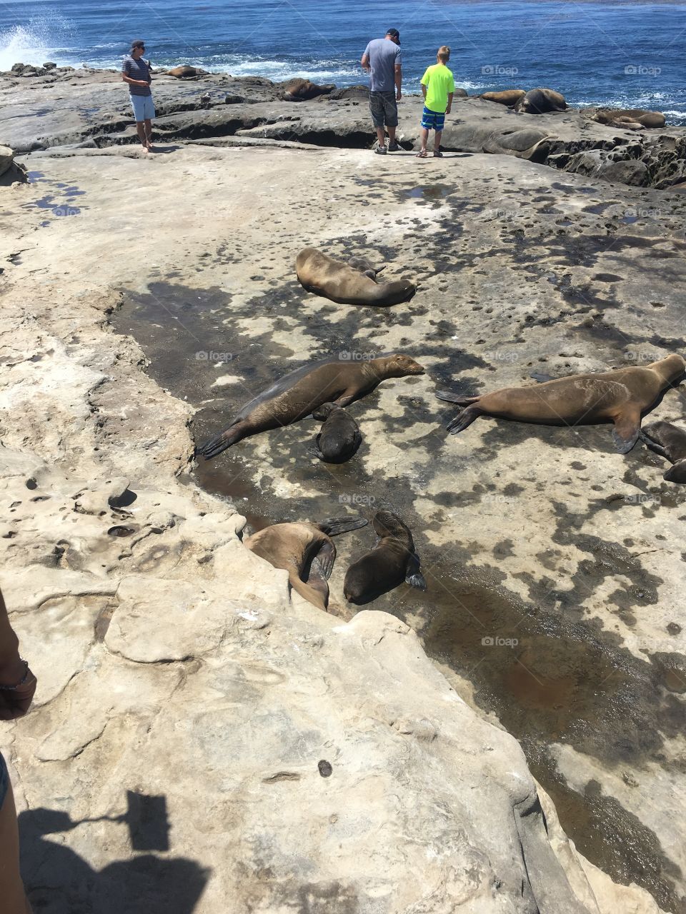 Sea lions rest with parents on rocky shores.