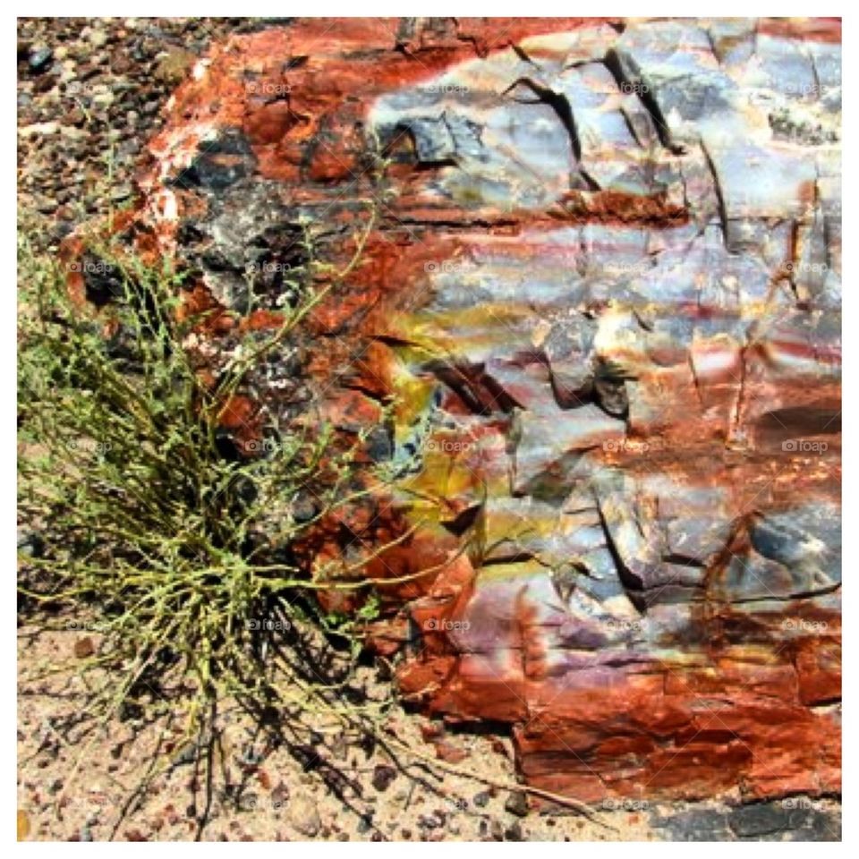 Petrified Wood