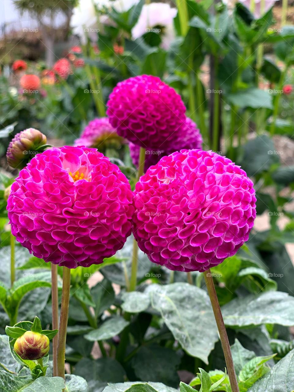 How beautiful and romantic flowers in this Summer 