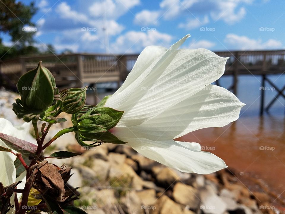 white hibiscus on the shore