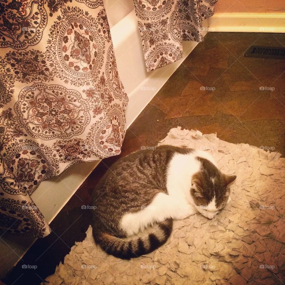 Bathroom cat