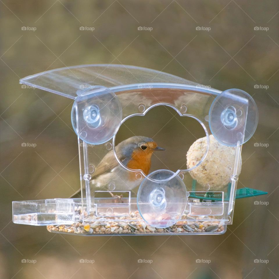 Bird at bird feeder