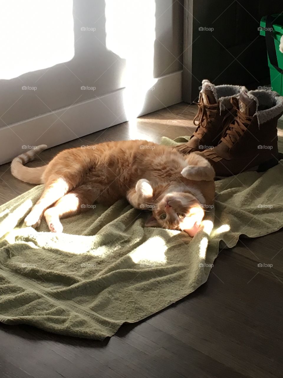 Cat on the sun 
