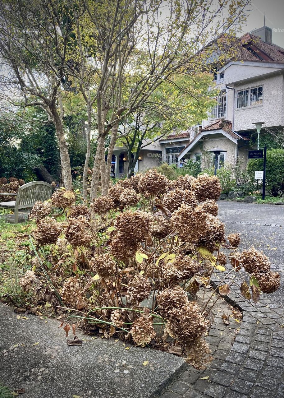 Dried hydrangea on a driveway 