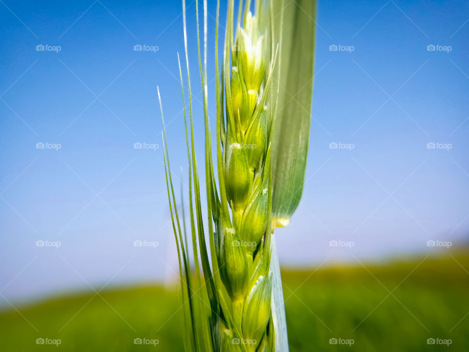close-up of young wheat in the background of the field