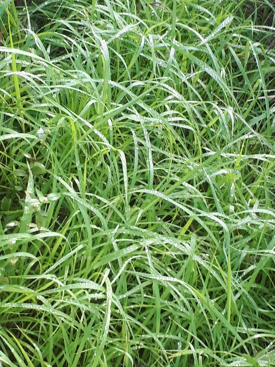 Green grass wheat background