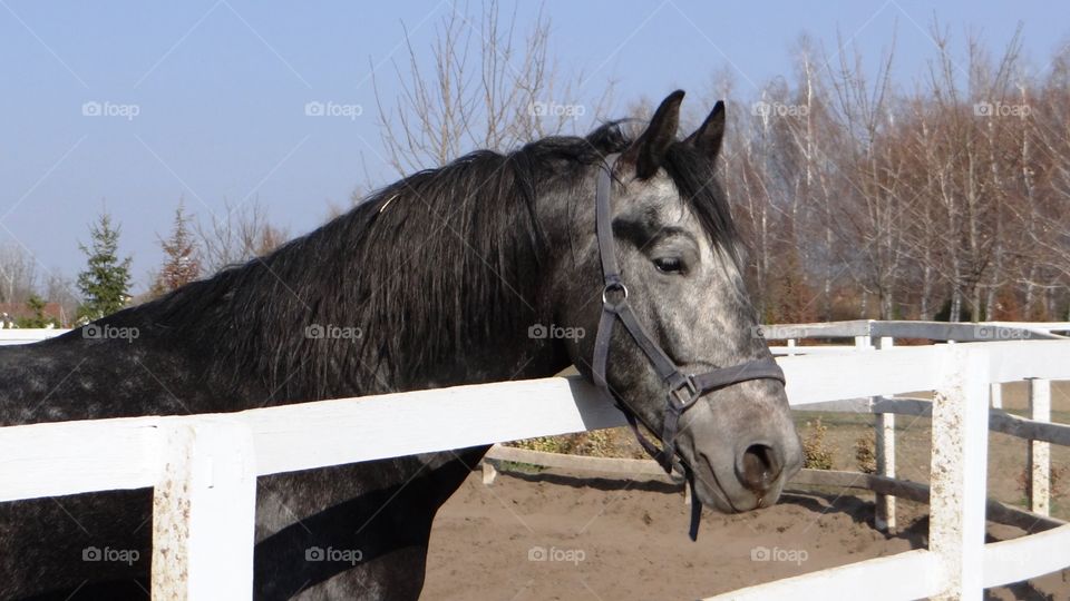 Grey horse on a farm