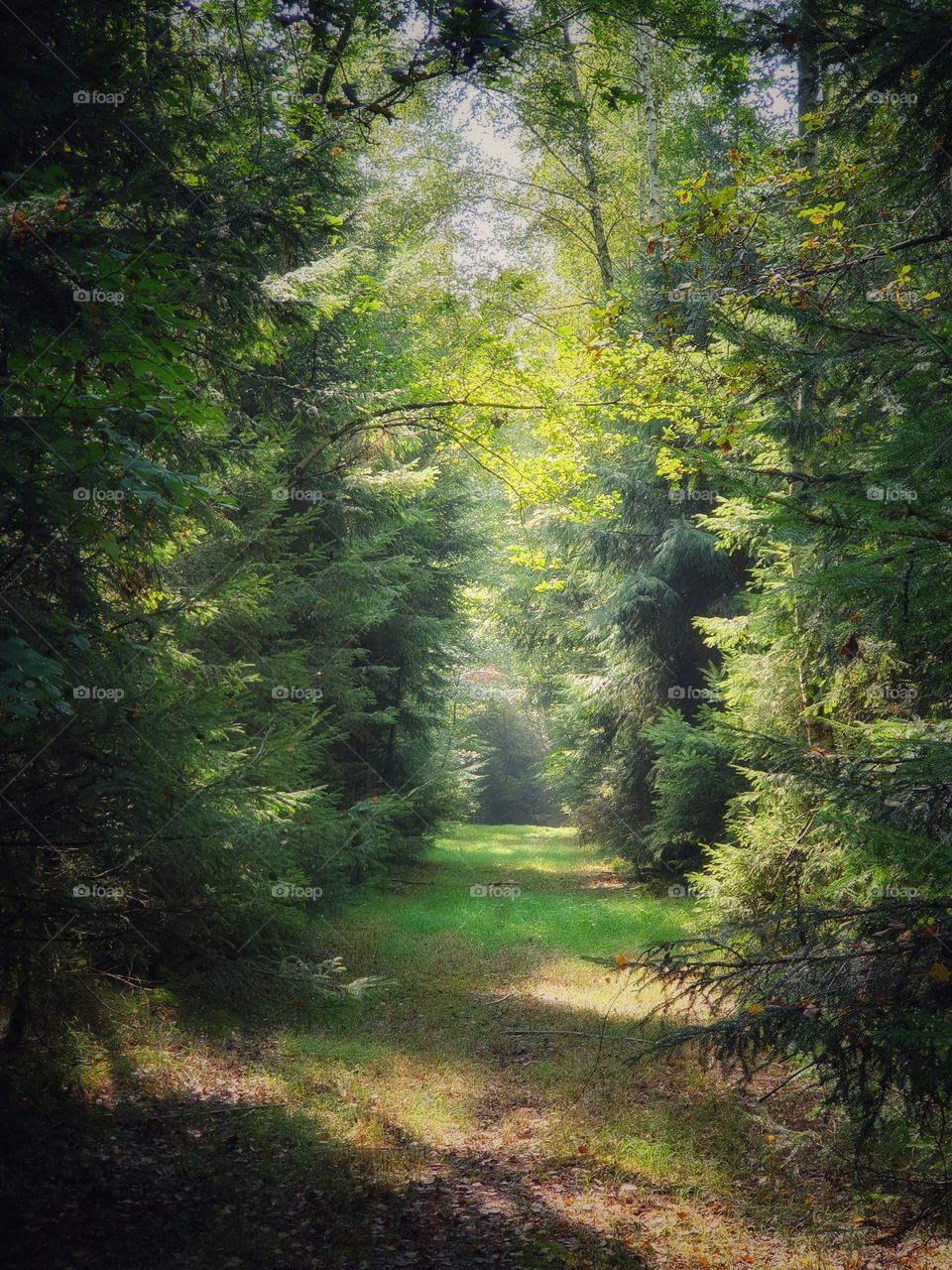 A Path through a Mystical Forest