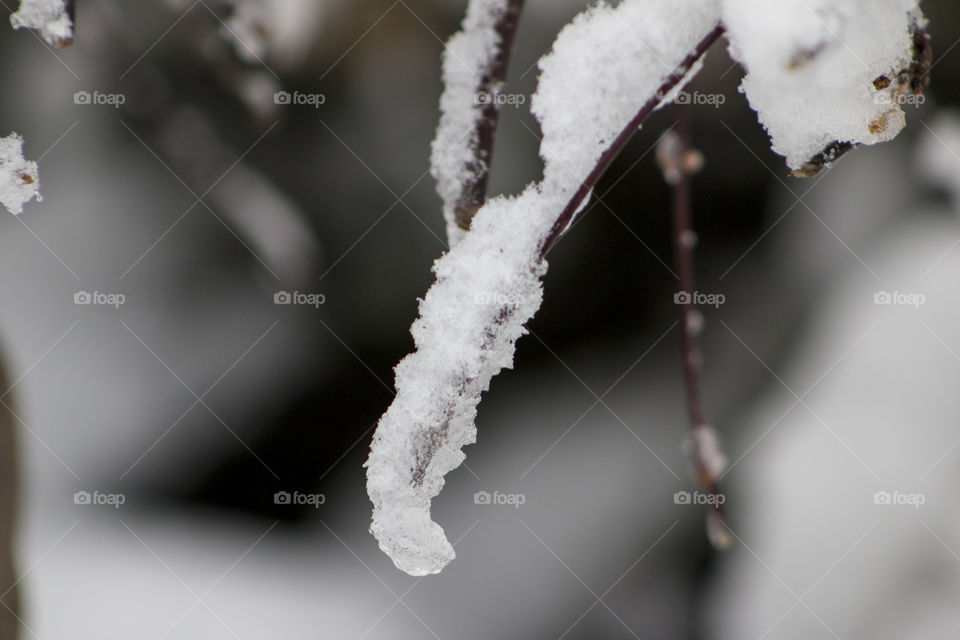 Snowy branch