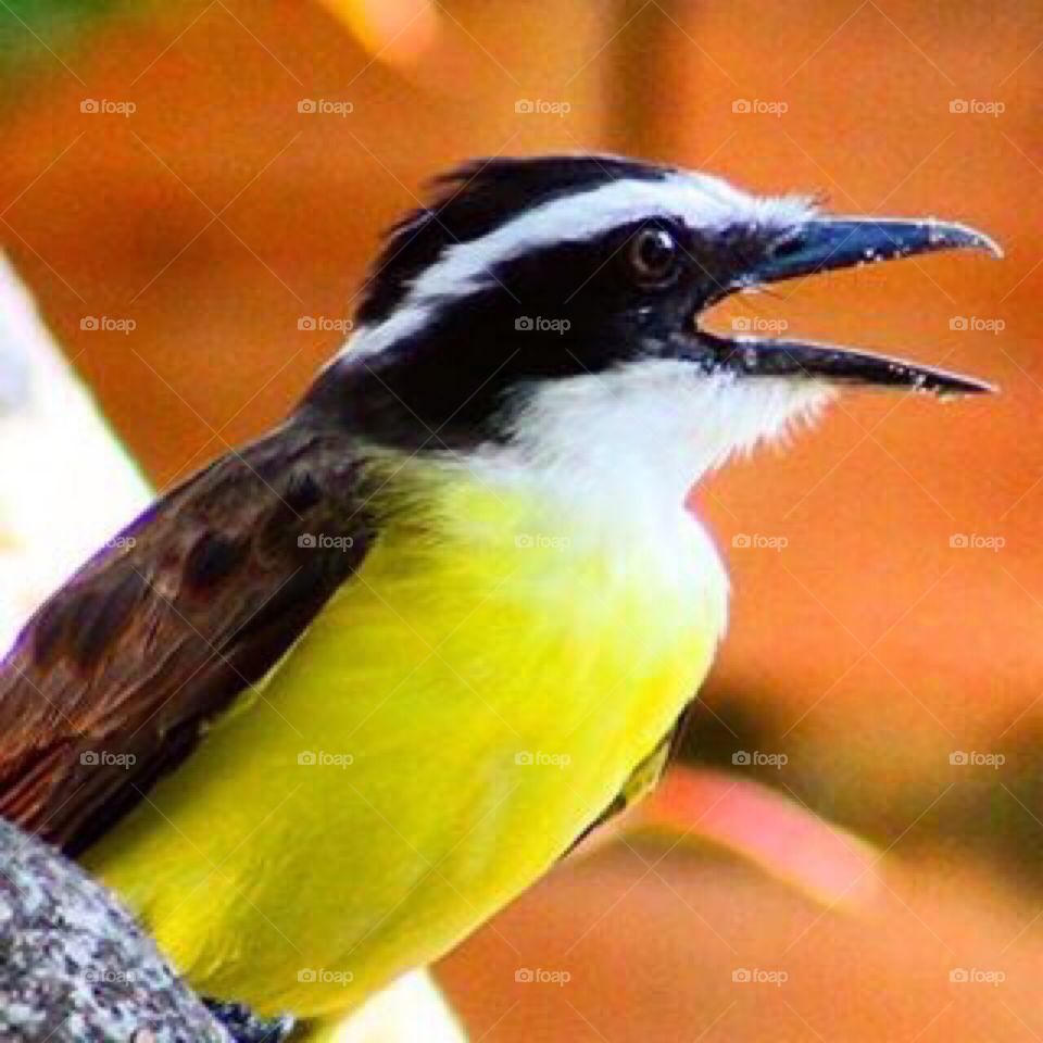 The angry bird! 😜