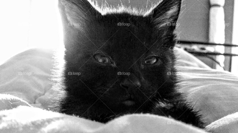 Silent judgment. the kitten is judging the slow start to the day and reluctance to get out of bed