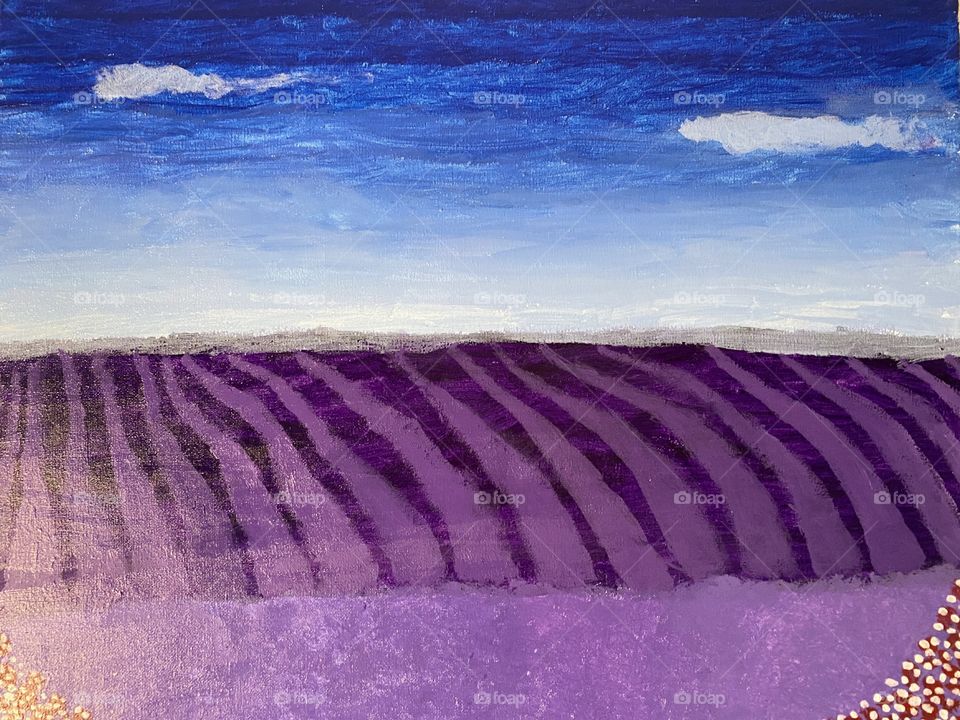 Lavender fields