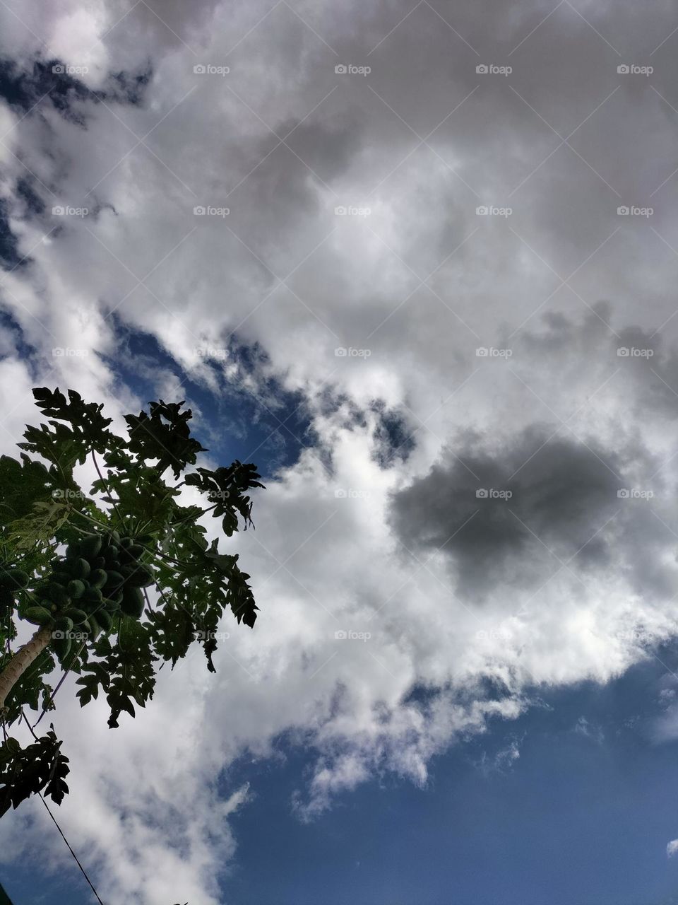 a picture of a papaya tree and sky for the background