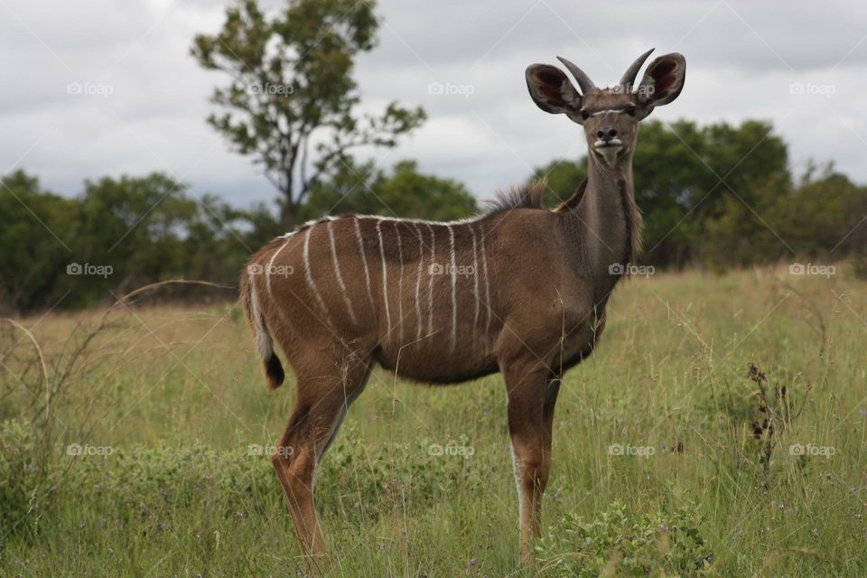 young kudu bull