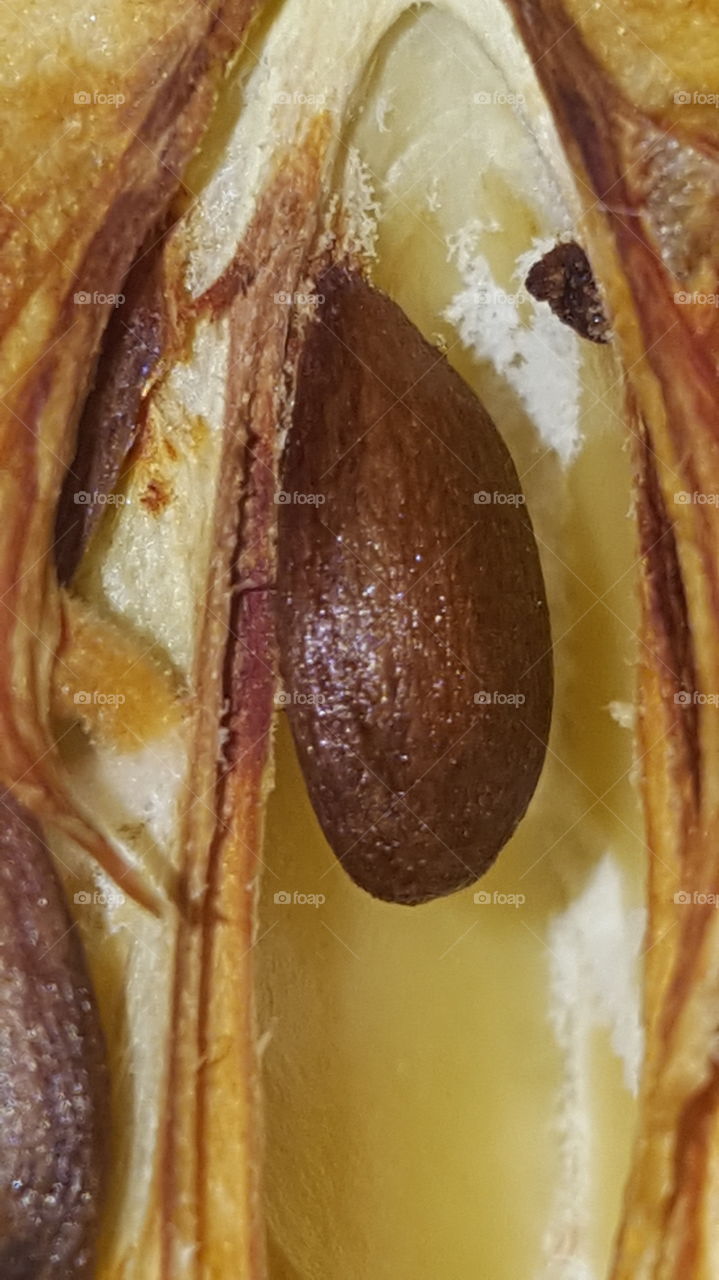 semilla de una manzana