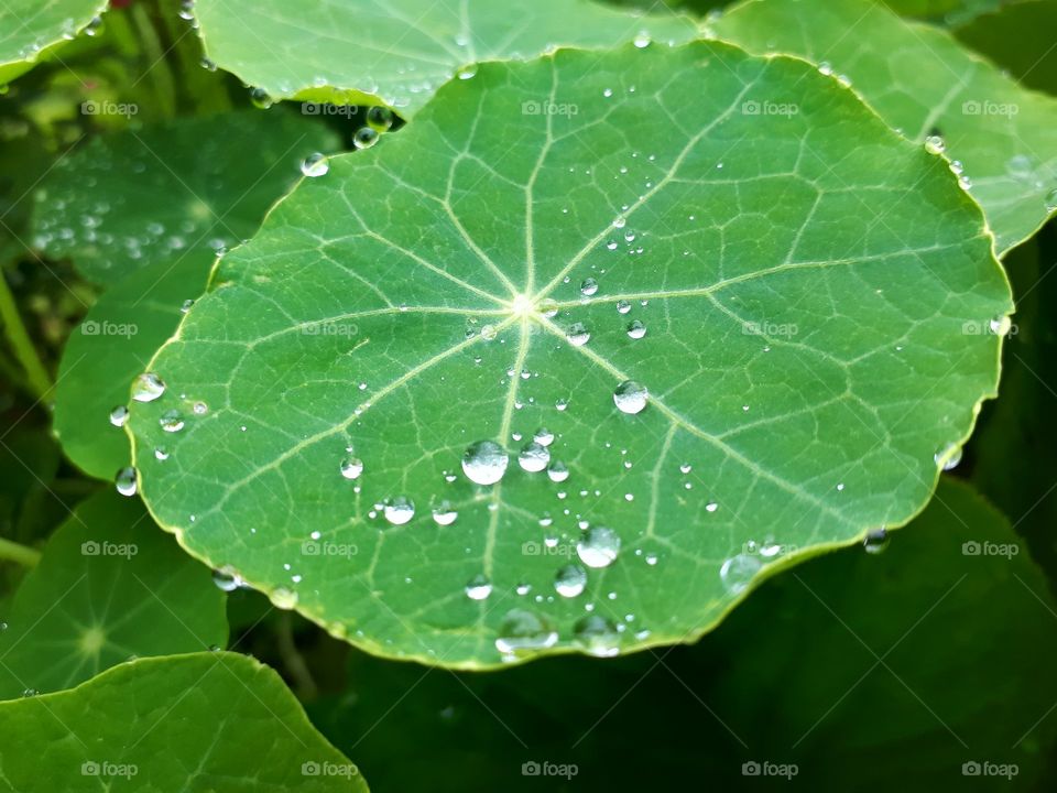 drops rain on the leaf