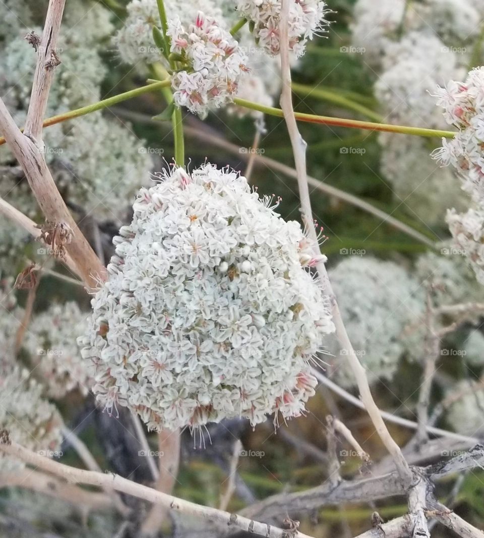 White flower on a wild plant