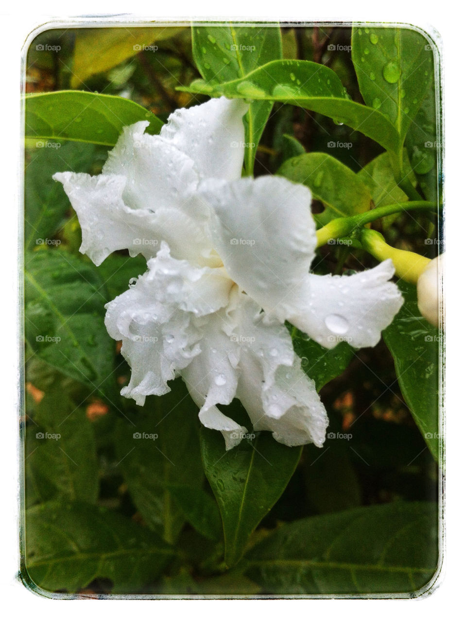 Water drops on the white flower