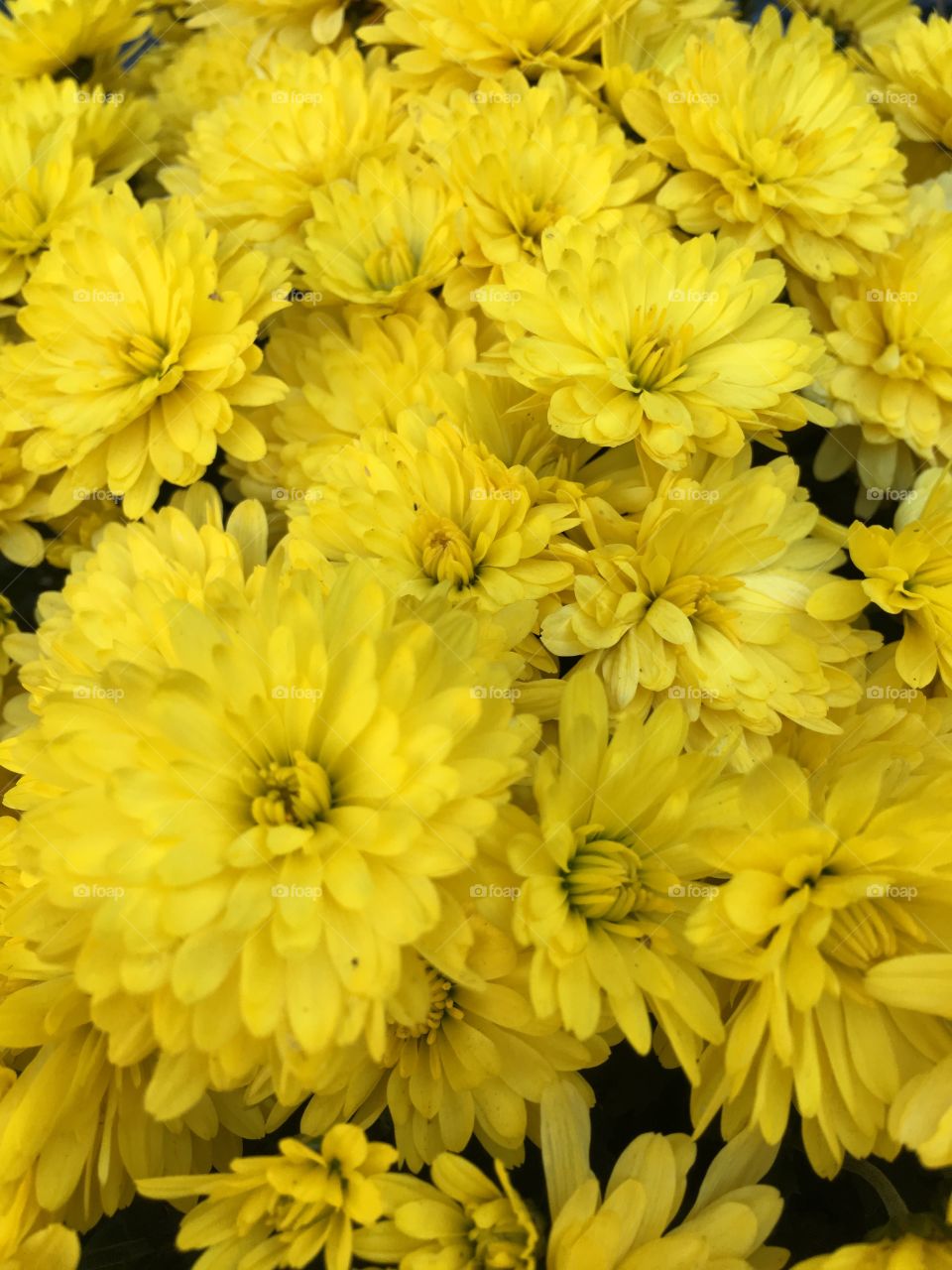 Yellow asters