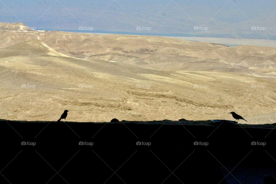 Desert mountains and two birds silhouette in the shade 