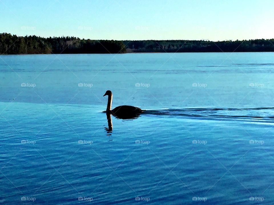 Swan in the lake 