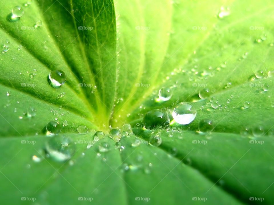 wet leaf