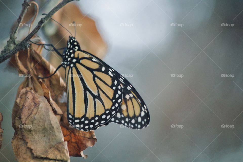 Butterfly resting