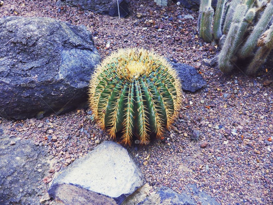 Large round cactus in botanical garden, Gran Canaria