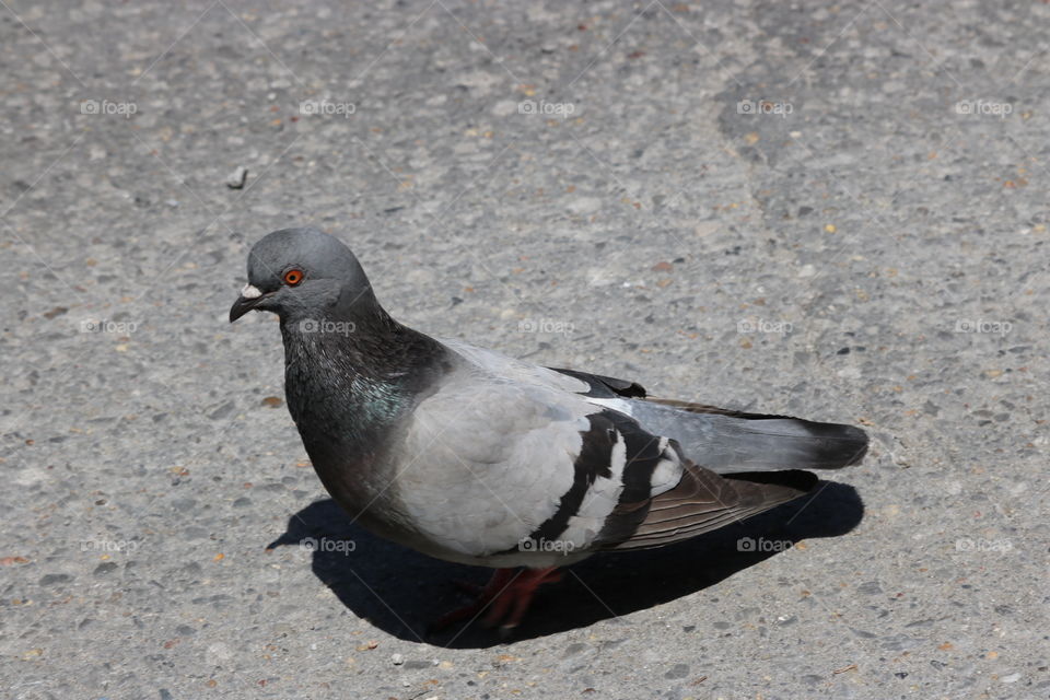 New Orleans Pigeon...  they are everywhere.