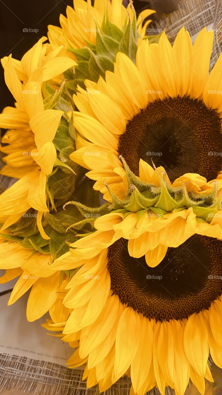 Big Bright Sun Flowers Bright Yellow Just Wating to snapped up. 