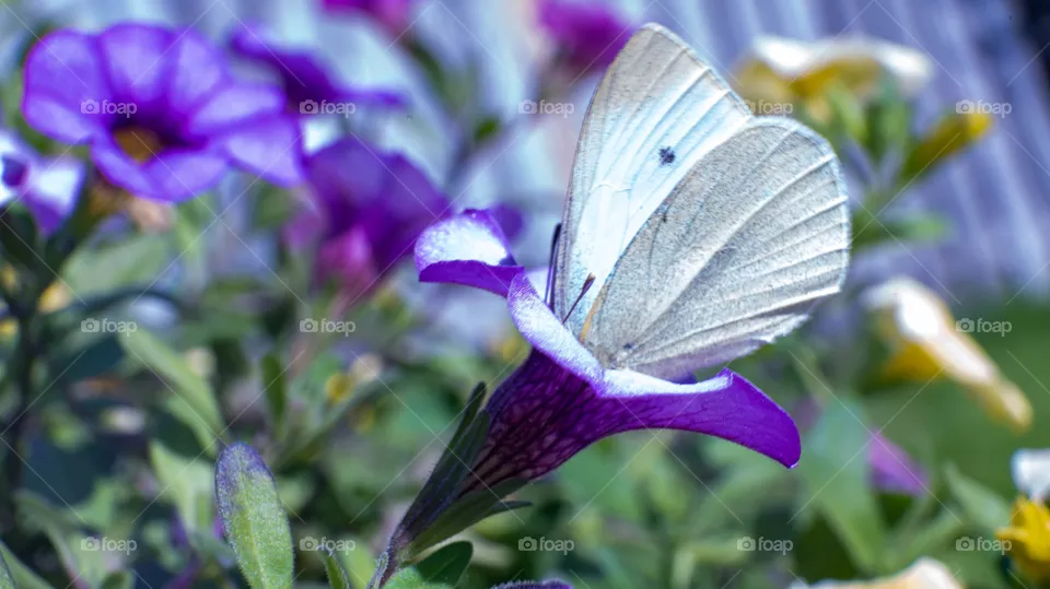 Pollinator