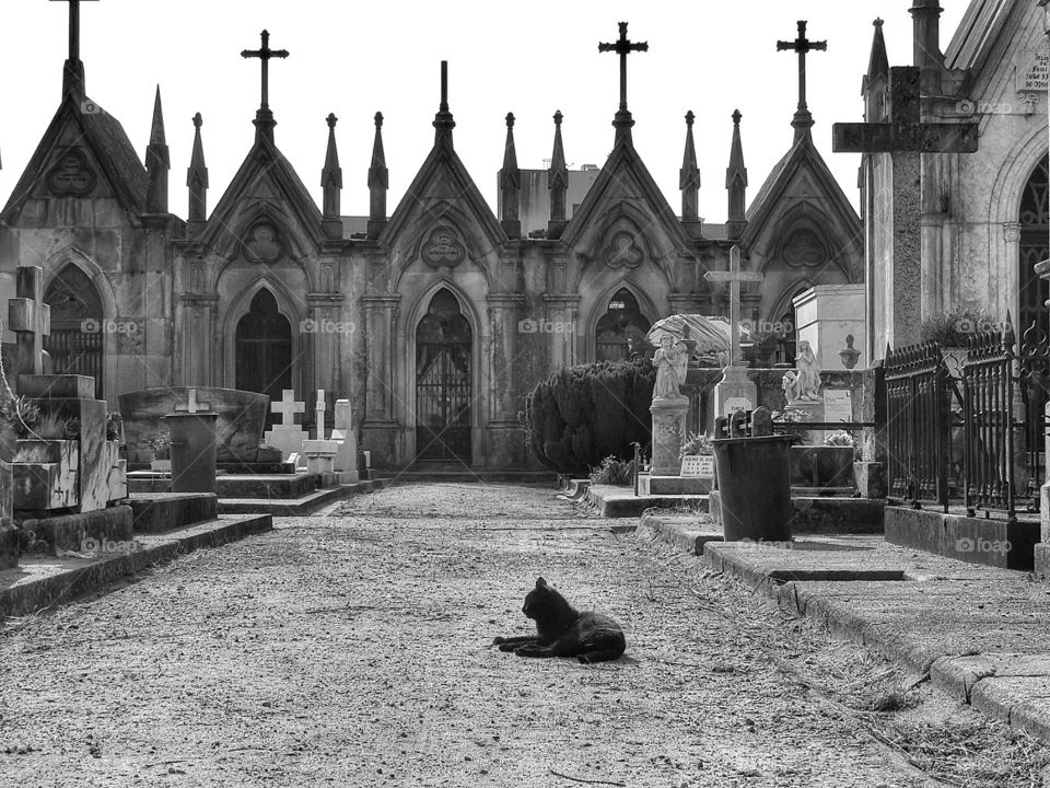 Pet cemetery Porto