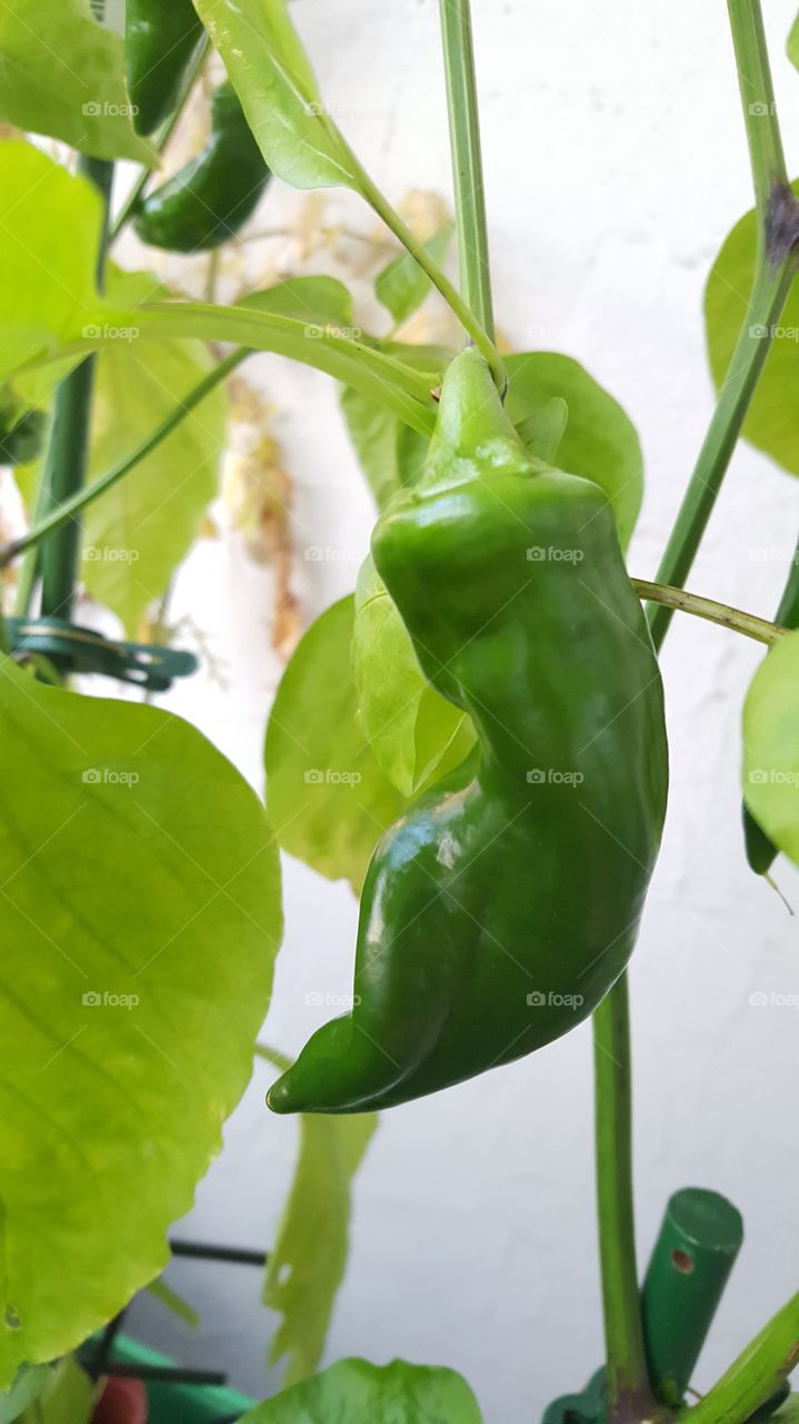 Paprika. Selbst angebaut das Grüne im eigenen Haus. mmm.