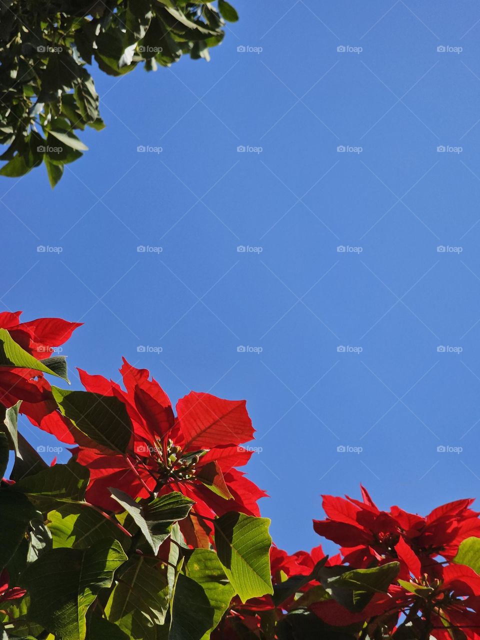 Poinsettias and blue sky are a beautiful frame-like photo