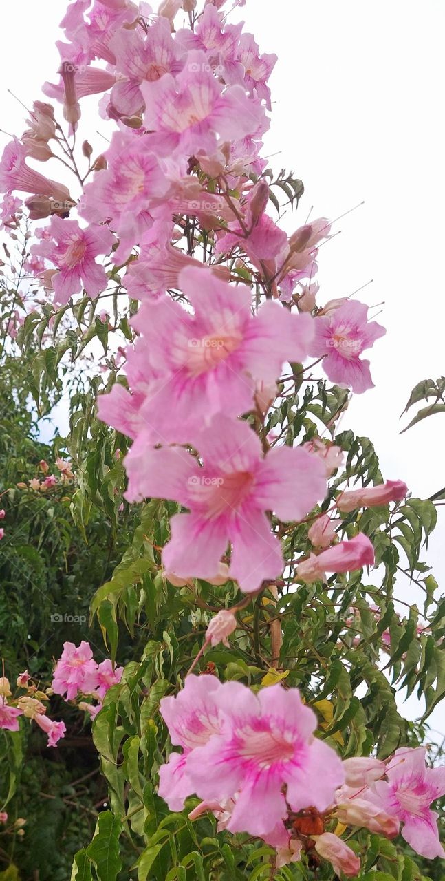 Flores na cor rosa muito delicadas, chama atenção dos insetos e pessoas mais sensíveis que transitam na praça.