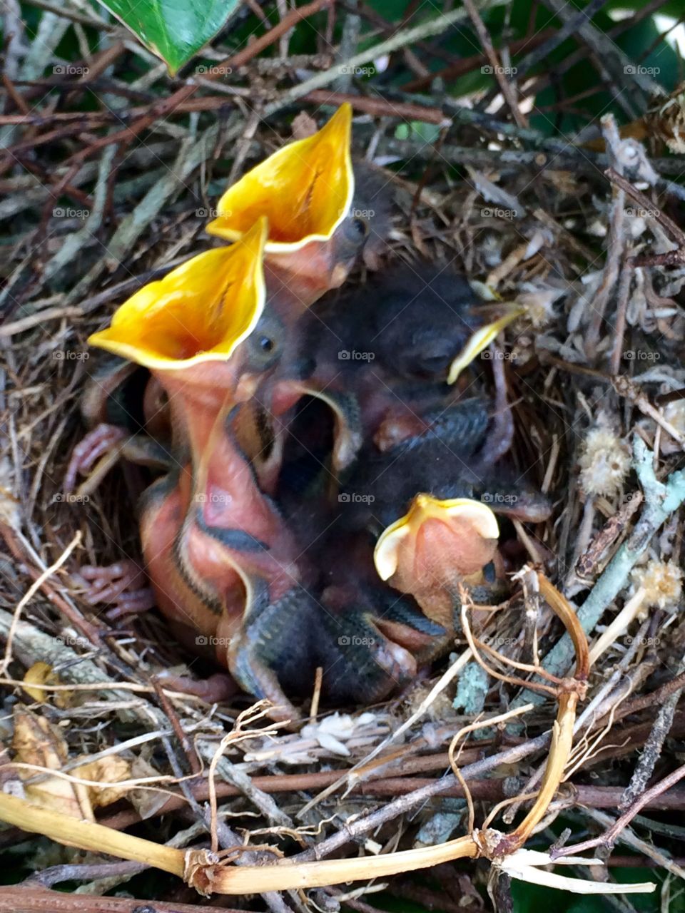 Baby Mockingbirds. Baby mockingbirds in their nest