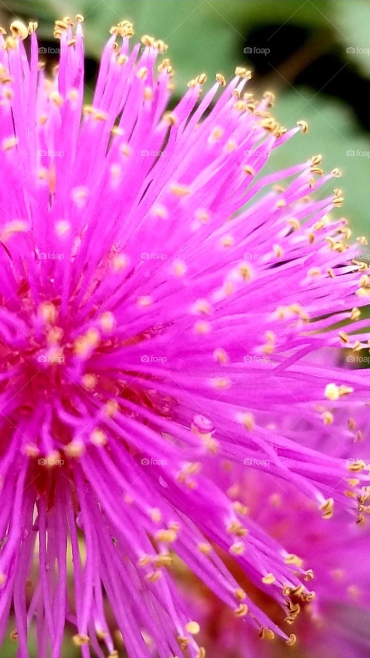 spring wildflower