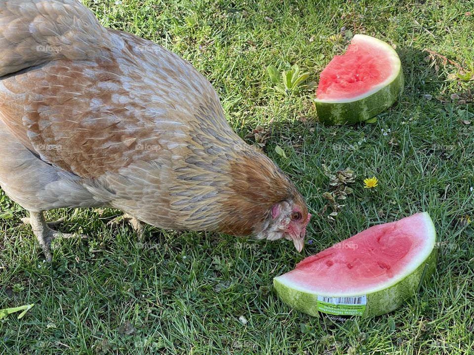 Posie loves watermelon on a warm day.