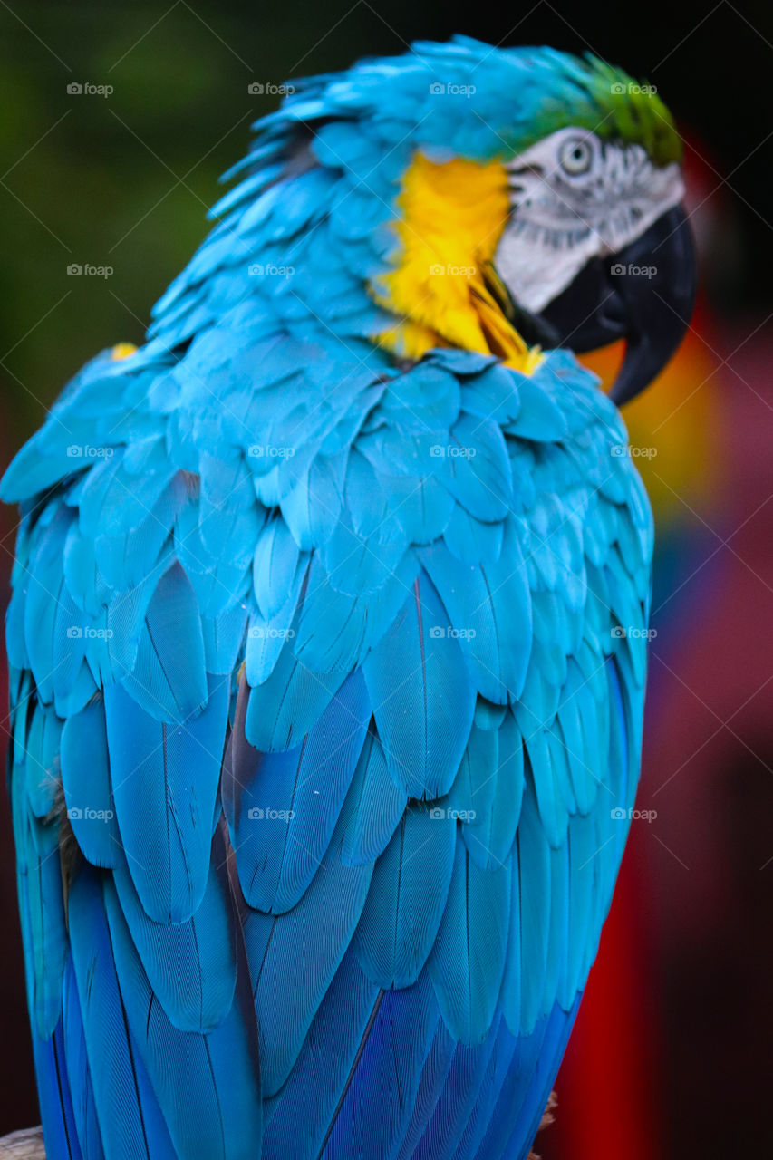 blue and  yellow  Macaw